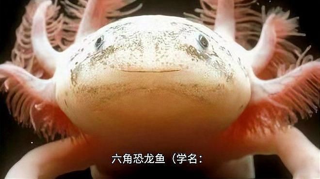 六角恐龍魚多久認主人