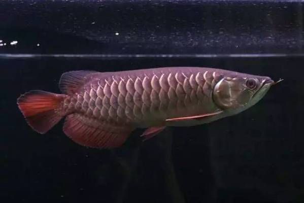 金龍魚高背能變過背金龍魚嗎（如何辨別金龍魚的血統，金龍魚品種鑒賞指南）