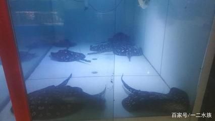 沈陽紅龍魚批發(fā)市場（沈陽紅龍魚市場信譽評價，沈陽水族城特色服務介紹）