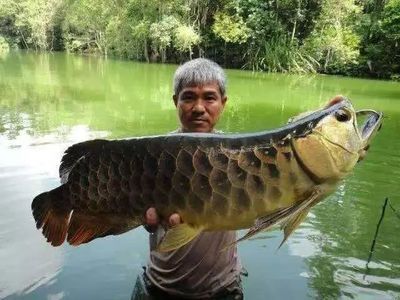 龍魚回收嗎（龍魚回收市場價格查詢）