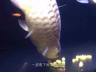龍魚回收嗎（龍魚回收市場價格查詢）