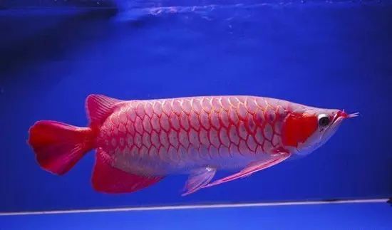 紅龍魚長幾年就不長了嗎：紅龍魚一年可以長15厘米，為什么紅龍魚長幾年就不長了 紅龍魚長幾年就不長了嗎：紅龍魚一年可以長15厘米，為什么紅龍魚長幾年就不長了 龍魚百科 第3張