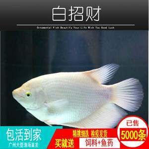 龍魚眼上有白色的點點是什么原因：龍魚眼上出現白色點點是什么原因 龍魚眼上有白色的點點是什么原因：龍魚眼上出現白色點點是什么原因 龍魚百科 第1張
