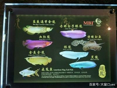 龍魚眼上有白色的點點是什么原因：龍魚眼上出現白色點點是什么原因 龍魚眼上有白色的點點是什么原因：龍魚眼上出現白色點點是什么原因 龍魚百科 第2張