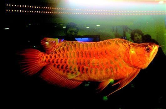 福龍魚(yú)的市場(chǎng)需求如何