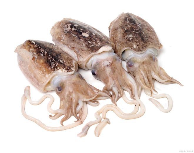 烏魚和龍魚哪個貴一點