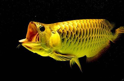 斑龍魚是什么魚圖片大全集