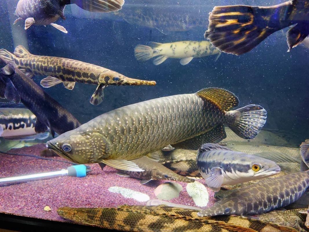 斑龍魚是什么魚圖片大全集