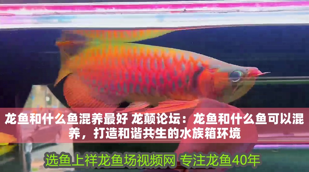 龍魚和什么魚混養(yǎng)最好 龍顛論壇：龍魚和什么魚可以混養(yǎng)，打造和諧共生的水族箱環(huán)境