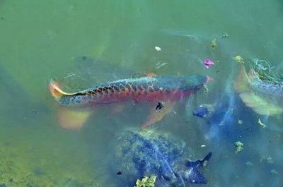 龍魚的發源地在哪里：龍魚baike.comso.comso.comso.comso.com