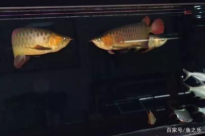 發(fā)龍魚的朋友圈怎么發(fā)：發(fā)龍魚的朋友圈可以從以下幾個方面進(jìn)行考慮和分享