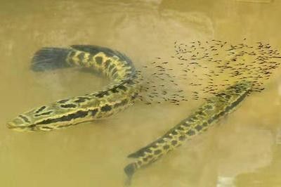 龍魚趴缸還喂食嗎，如何判斷龍魚趴缸的原因
