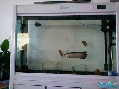 龍魚趴缸還喂食嗎，如何判斷龍魚趴缸的原因