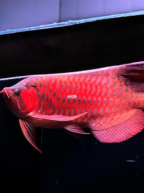 馬來紅龍魚圖片高清壁紙