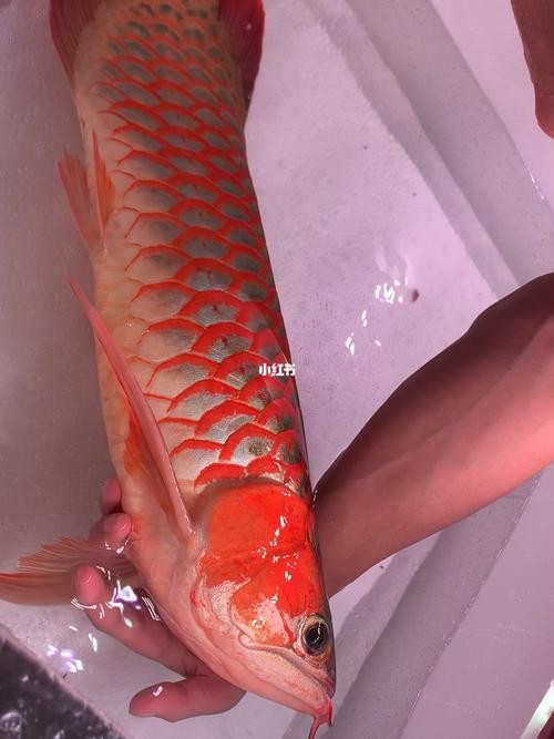 馬來紅龍魚圖片高清壁紙