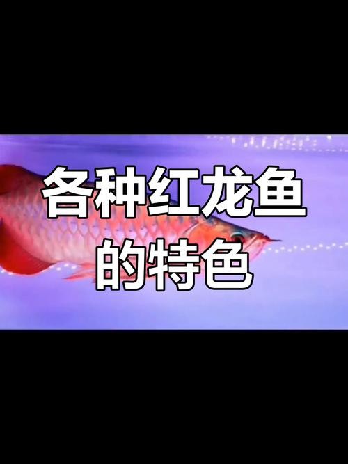 馬來紅龍魚圖片高清壁紙