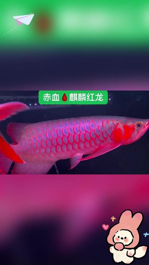 馬來紅龍魚圖片高清壁紙