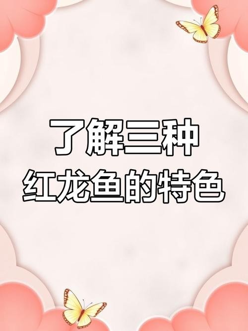 馬來紅龍魚圖片高清壁紙