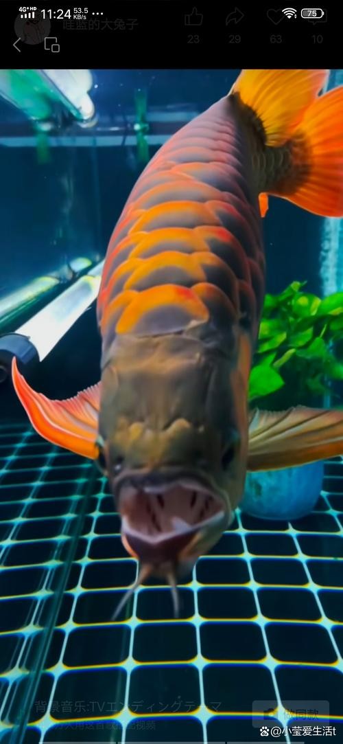 馬來紅龍魚圖片高清壁紙