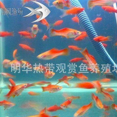 龍魚(yú)怎么快速寬身：如何飼養(yǎng)龍魚(yú)以實(shí)現(xiàn)快速寬身