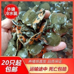 龍魚的魚鱗：如何判斷龍魚的消化能力 龍魚的魚鱗：如何判斷龍魚的消化能力 龍魚百科 第4張