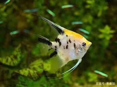 龍魚的魚鱗：如何判斷龍魚的消化能力 龍魚的魚鱗：如何判斷龍魚的消化能力 龍魚百科 第13張