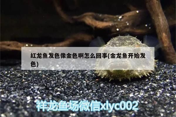 紅龍魚發黃面積挺大還能紅嗎（紅龍魚發黃后能否變紅）