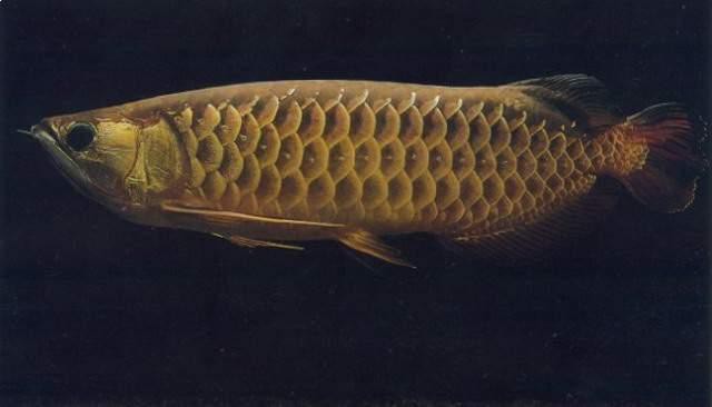 金龍魚公母怎么分圖片大全
