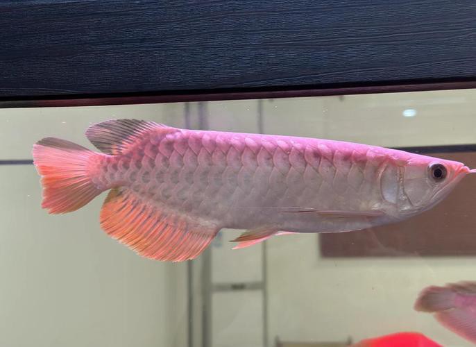 金龍魚公母怎么分圖片大全