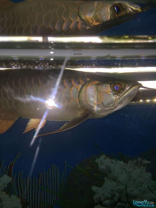 金龍魚公母怎么分圖片大全