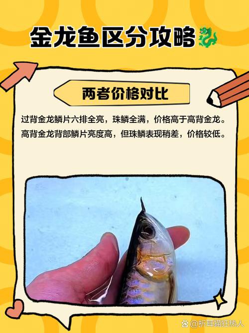 金龍魚公母怎么分圖片大全