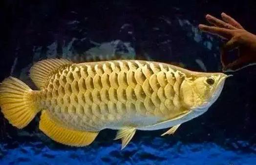 金龍魚公母怎么分圖片大全