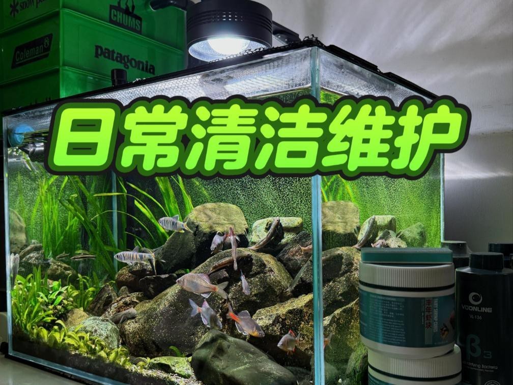 金龍魚缸清潔有哪些步驟？