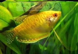 黃曼龍魚和藍曼龍魚哪個好養：藍曼龍魚和黃曼龍魚哪個好養