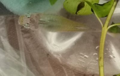 魚缸用增氧泵價格是多少:魚缸增氧機-xtrac增氧機-xtrac增氧機 龍魚嘴上長白色絮狀物(龍魚嘴上長白色絮狀物可能由多種原因引起的原因引起) 龍魚百科 龍魚嘴上長白色絮狀物(龍魚嘴上長白色絮狀物可能由多種原因引起的原因引起) 龍魚嘴上長白色絮狀物(龍魚嘴上長白色絮狀物可能由多種原因引起的原因引起) 龍魚百科