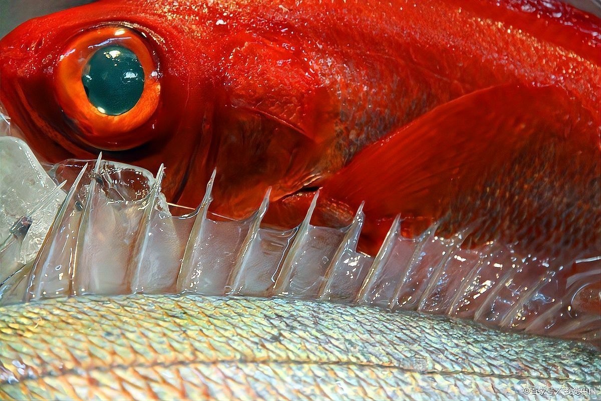 銀龍魚蒙眼多久能好啊