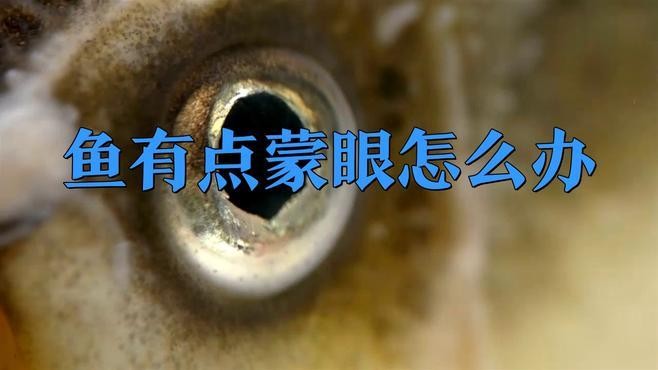 銀龍魚蒙眼多久能好啊