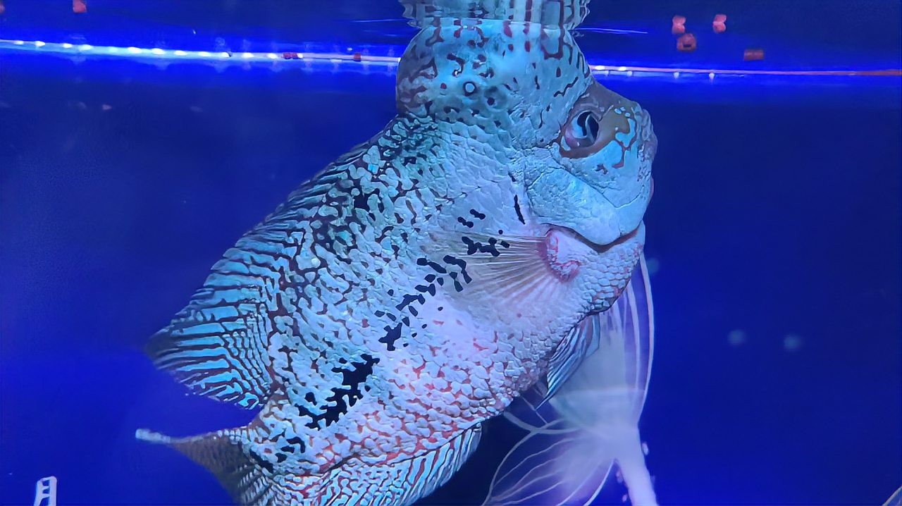 銀龍魚蒙眼多久能好啊