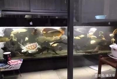 七彩和龍魚混養：七彩神仙魚和龍魚可以混養取決于多種因素