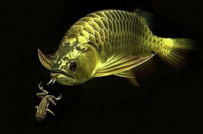 怎么看到龍魚吃東西了（如何判斷龍魚是否已經(jīng)吃飽）