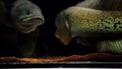 雷龍魚商家配對的買回來會打嗎（如何辨別雷龍魚性別）