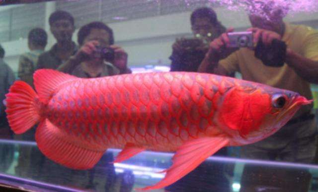 紅龍魚60厘米需要多少年才能長大（紅龍魚一年長多大）