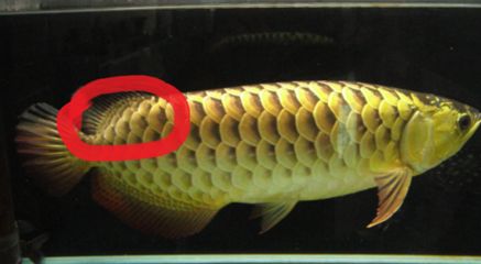 金龍魚珠鱗亮過程：金龍魚珠鱗亮化過程 金龍魚珠鱗亮過程：金龍魚珠鱗亮化過程 龍魚百科 第1張