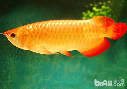龍魚疾病表現有哪些圖片大全及癥狀：龍魚常見疾病的癥狀表現