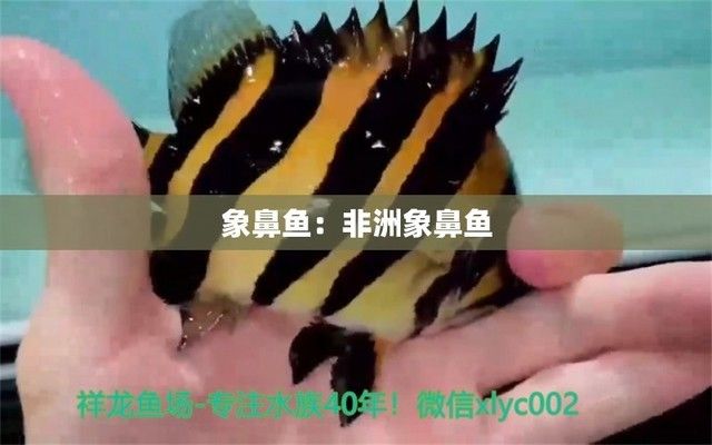 非洲象鼻魚(非洲象鼻魚的電場感知原理非洲象鼻魚的繁殖方式) 龍魚百科 第3張 非洲象鼻魚(非洲象鼻魚的電場感知原理非洲象鼻魚的繁殖方式) 非洲象鼻魚(非洲象鼻魚的電場感知原理非洲象鼻魚的繁殖方式) 龍魚百科 第3張