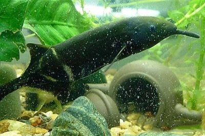 非洲象鼻魚(非洲象鼻魚的電場感知原理非洲象鼻魚的繁殖方式) 龍魚百科 第5張 非洲象鼻魚(非洲象鼻魚的電場感知原理非洲象鼻魚的繁殖方式) 非洲象鼻魚(非洲象鼻魚的電場感知原理非洲象鼻魚的繁殖方式) 龍魚百科 第5張