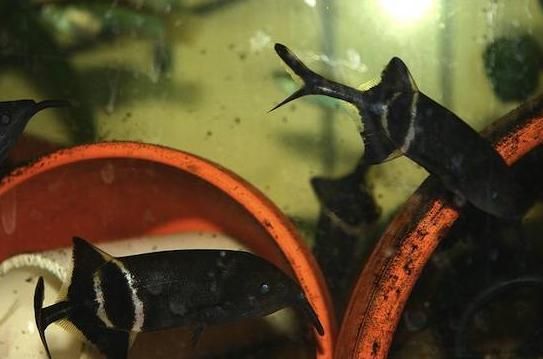 非洲象鼻魚(非洲象鼻魚的電場感知原理非洲象鼻魚的繁殖方式) 龍魚百科 第1張 非洲象鼻魚(非洲象鼻魚的電場感知原理非洲象鼻魚的繁殖方式) 非洲象鼻魚(非洲象鼻魚的電場感知原理非洲象鼻魚的繁殖方式) 龍魚百科 第1張