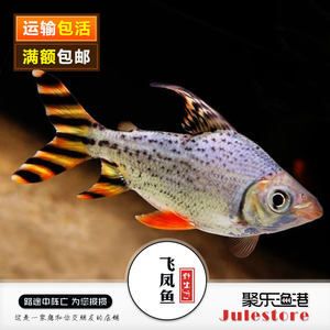 紅龍魚在冷水里能活嗎【如何判斷紅龍魚在冷水中生存】