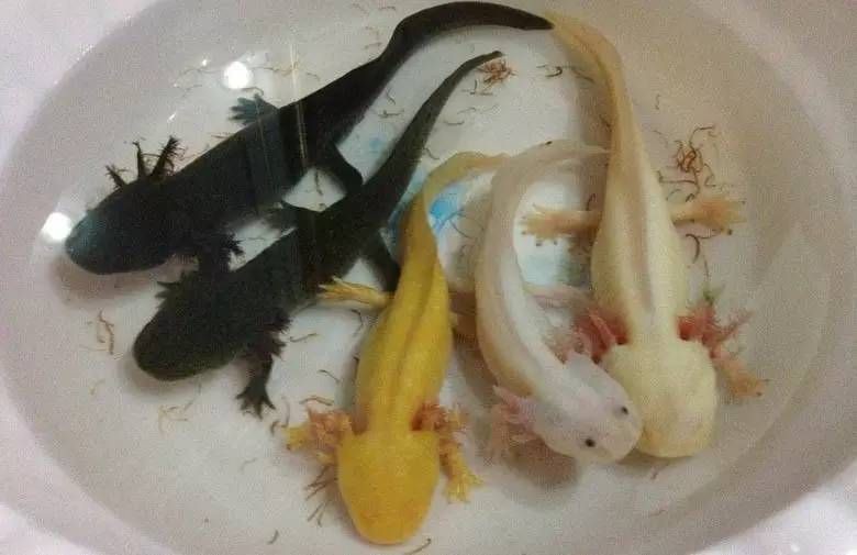 六角龍魚繁殖周期是多久？