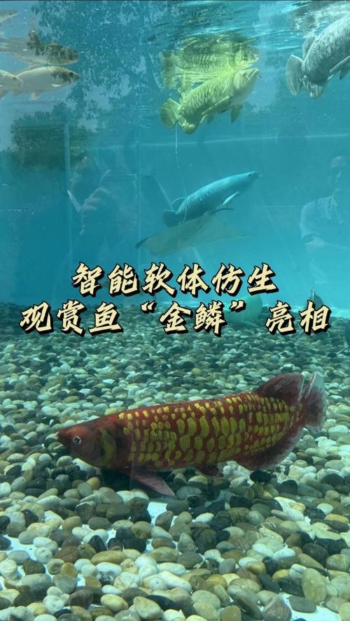 金龍魚魚缸背景圖片